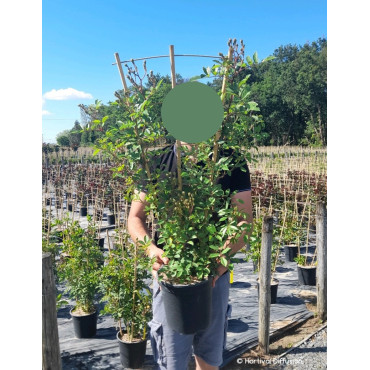 ROSIER GHISLAINE DE FÉLIGONDE En pot de 5-7 litres