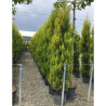 CUPRESSUS macrocarpa GOLDCREST