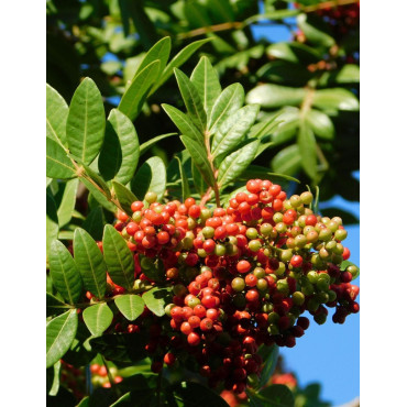 PISTACIA lentiscus