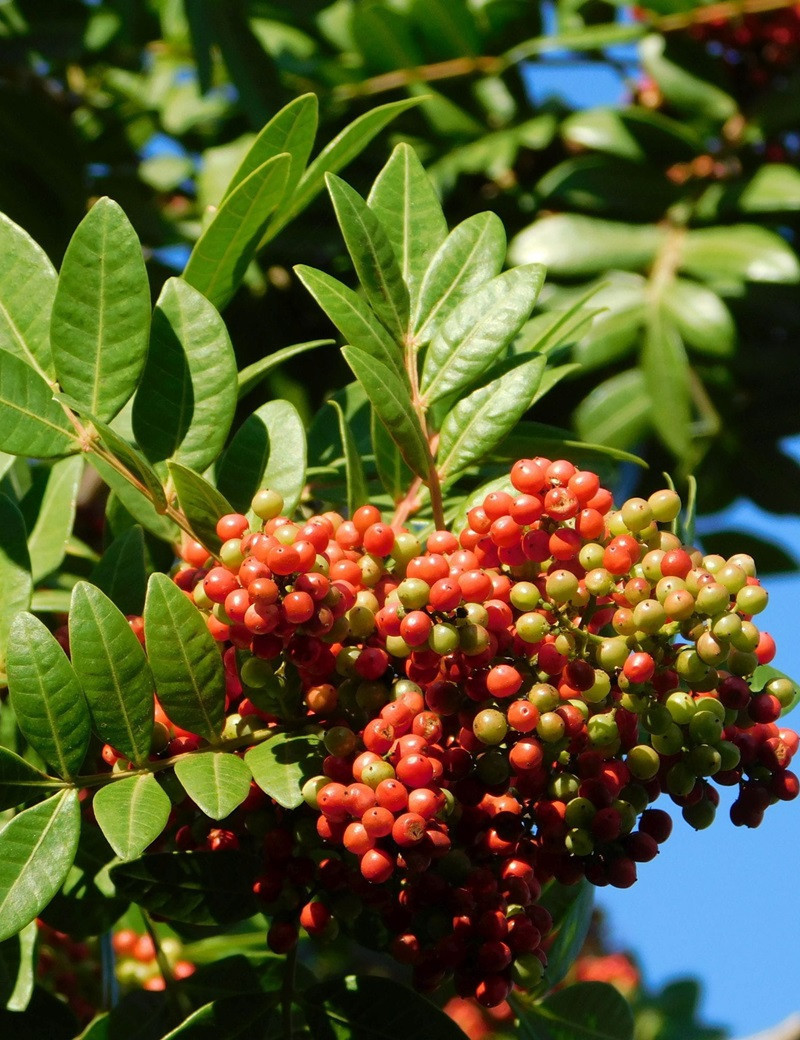 PISTACIA lentiscus