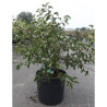 MALUS toringo TINA En pot de 15-20 litres forme buisson