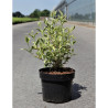 WEIGELA WHITE LIGHTNING En pot de 3-4 litres