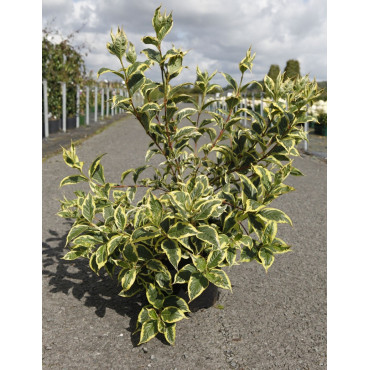 WEIGELA WHITE LIGHTNING En pot de 10-12 litres