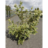 WEIGELA WHITE LIGHTNING En pot de 10-12 litres