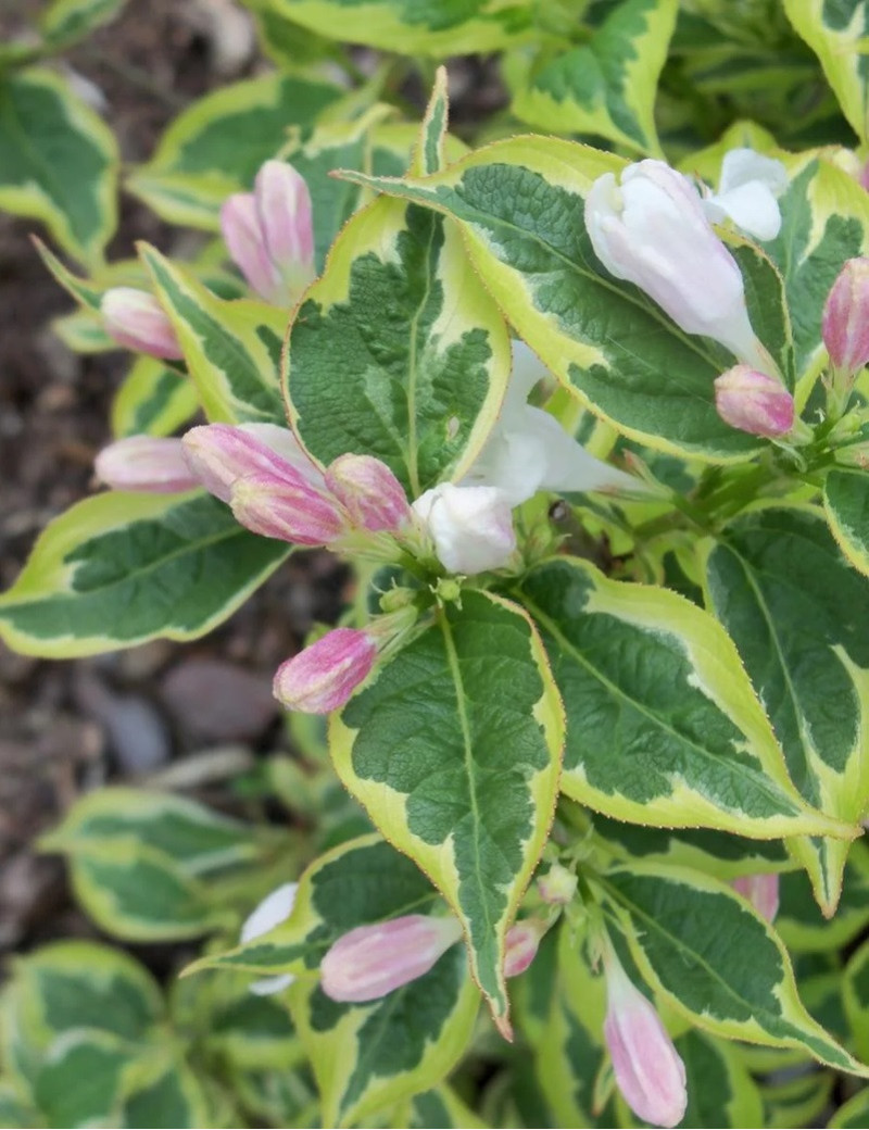 WEIGELA WHITE LIGHTNING