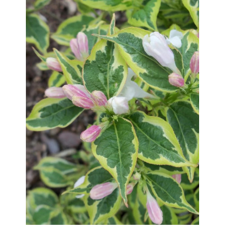 WEIGELA WHITE LIGHTNING