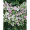 WEIGELA WHITE LIGHTNING