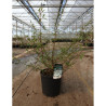 VIBURNUM plicatum MOLLY SCHROEDER En pot de 15-20 litres 