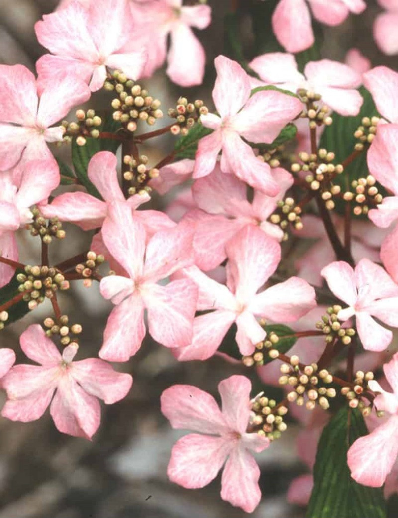 VIBURNUM plicatum MOLLY SCHROEDER