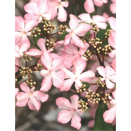 VIBURNUM plicatum MOLLY SCHROEDER