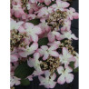 VIBURNUM plicatum MOLLY SCHROEDER