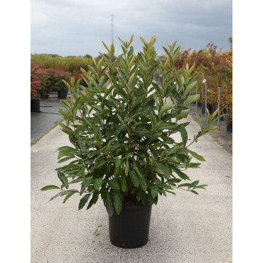 VIBURNUM nudum BRANDYWINE® En pot de 25-30 litres