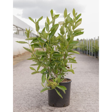 VIBURNUM nudum BRANDYWINE® En pot de 12-15 litres