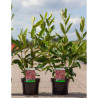 VIBURNUM nudum BRANDYWINE® En pot de 3-4 litres