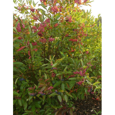 VIBURNUM nudum BRANDYWINE®