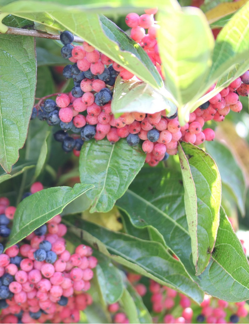 VIBURNUM nudum BRANDYWINE®