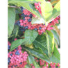 VIBURNUM nudum BRANDYWINE®