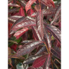 VIBURNUM nudum BRANDYWINE®