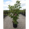 PRUNUS KURSAR  En pot de 12-15 litres