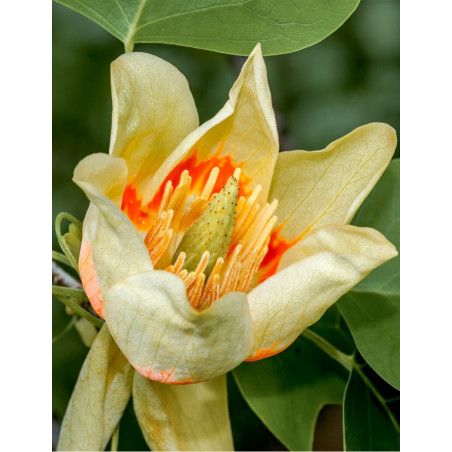 LIRIODENDRON tulipifera EDWARD GURSZTYN