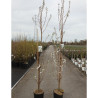 PRUNUS UMINEKO En pot de 12-15 litres forme baliveau