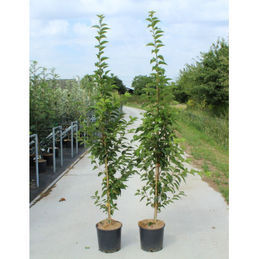 PRUNUS UMINEKO En pot de 12-15 litres forme baliveau