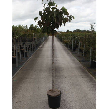 PRUNUS sargentii En pot de 15-20 litres forme tige hauteur du tronc 110-130 cm