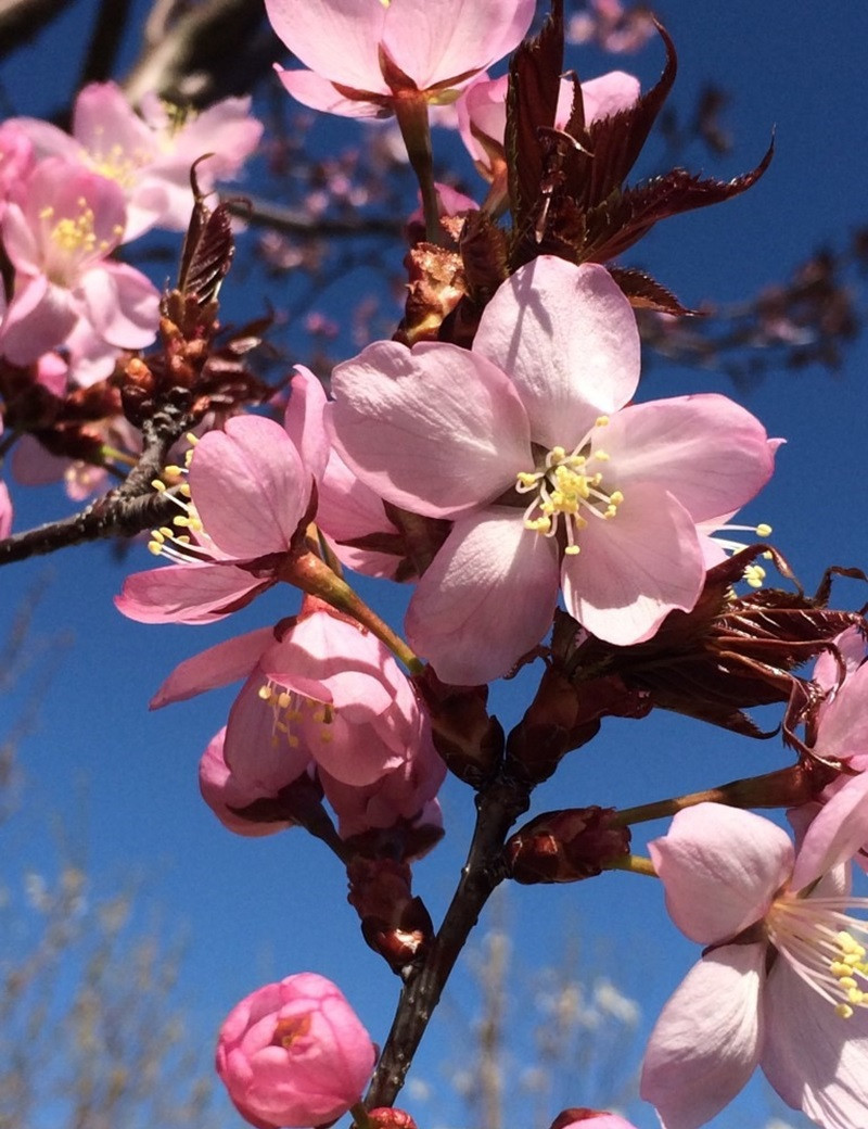 PRUNUS sargentii