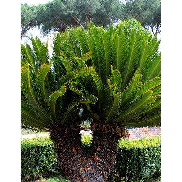 CYCAS revouluta