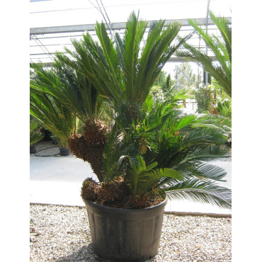 CYCAS revouluta