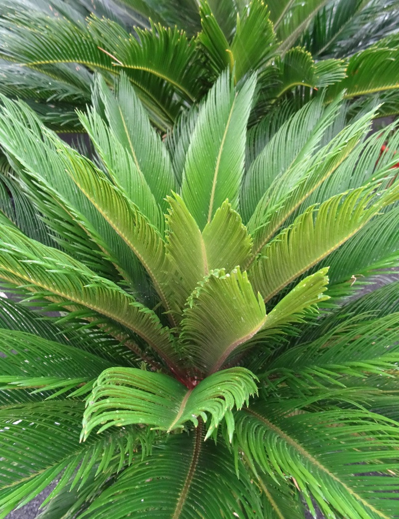 CYCAS revouluta