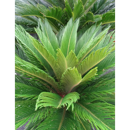 CYCAS revouluta