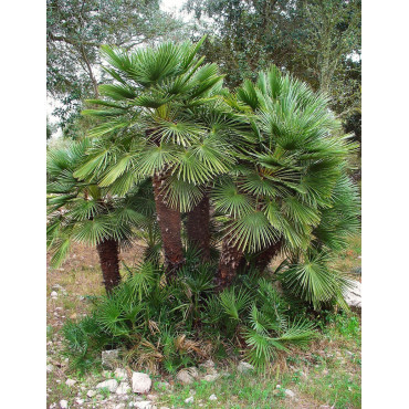 CHAMAEROPS humilis