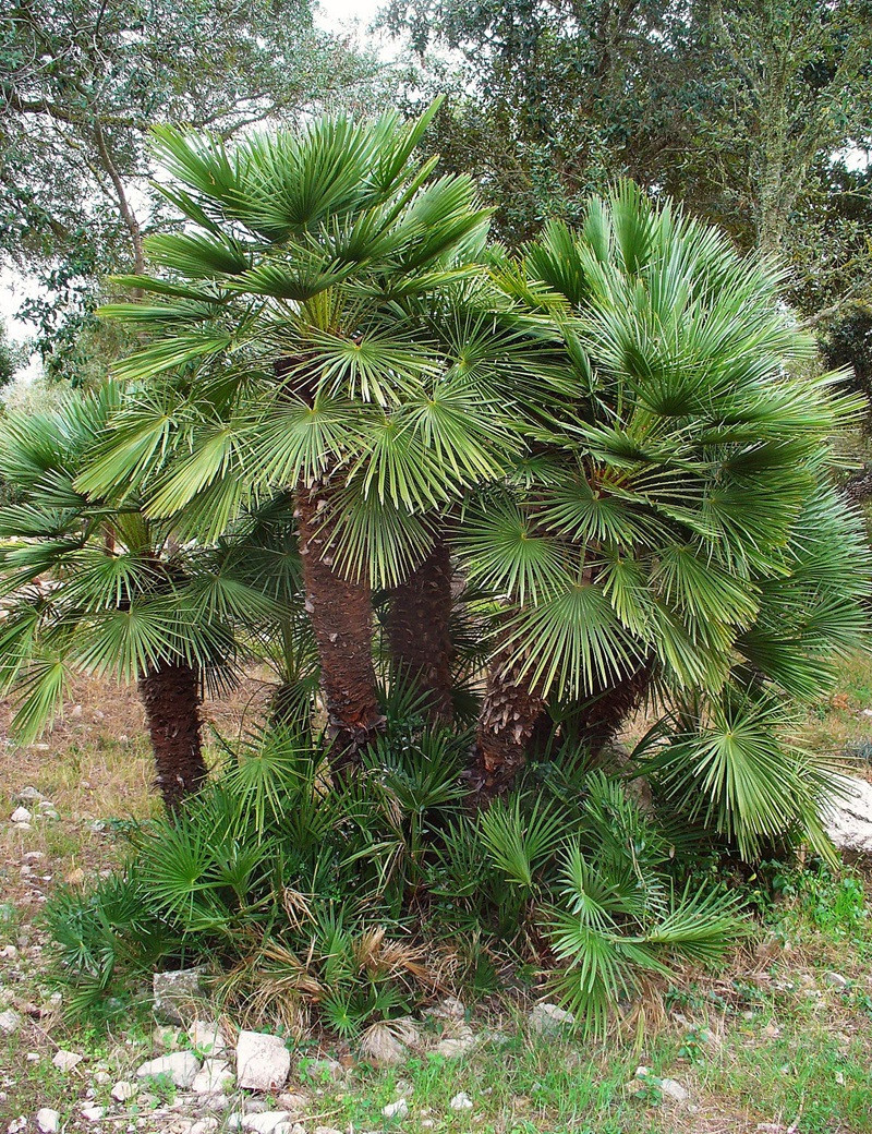 CHAMAEROPS humilis