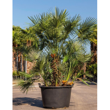 CHAMAEROPS humilis En pot de 210-230 litres forme cépée