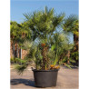 CHAMAEROPS humilis En pot de 210-230 litres forme cépée