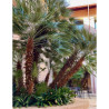 CHAMAEROPS humilis