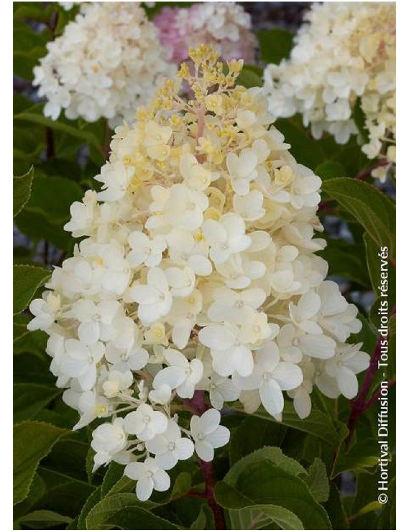 HYDRANGEA paniculata  SILVER DOLLAR