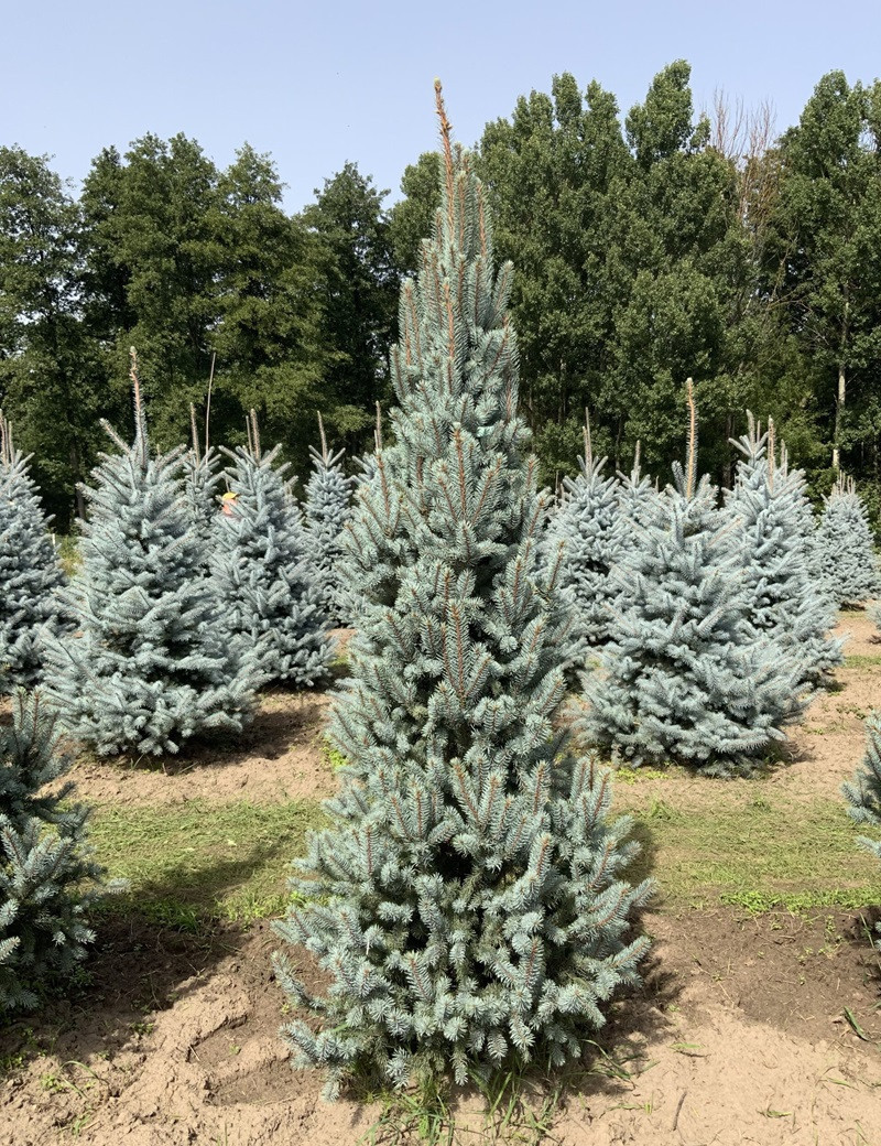 PICEA pungens ISELI FASTIGIATE (Épicéa bleu)