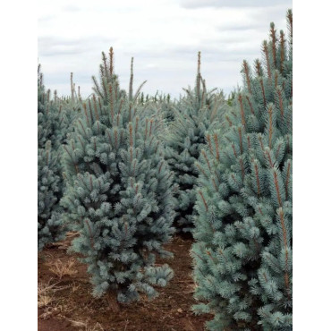 PICEA pungens ISELI FASTIGIATE (Épicéa bleu)