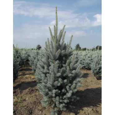 PICEA pungens ISELI FASTIGIATE (Épicéa bleu)