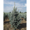 PICEA pungens ISELI FASTIGIATE (Épicéa bleu)