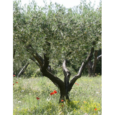 OLEA EUROPAEA