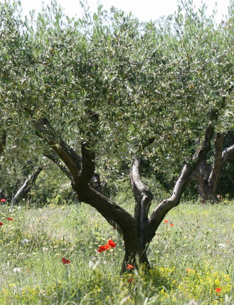 OLEA EUROPAEA