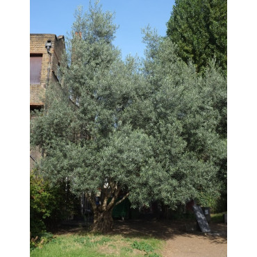 OLEA EUROPAEA