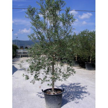 OLEA EUROPAEA