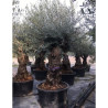 OLEA EUROPAEA