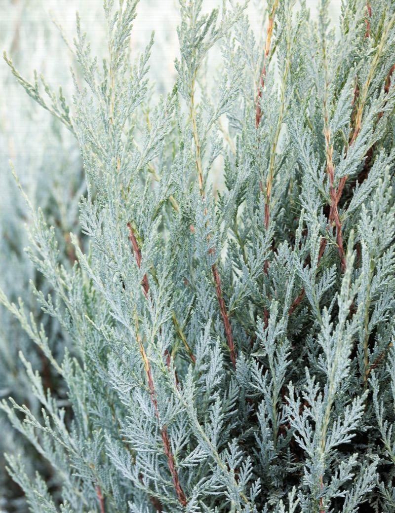 JUNIPERUS scopulorum MOONGLOW