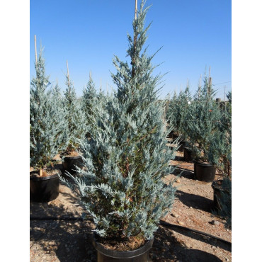 JUNIPERUS scopulorum MOONGLOW