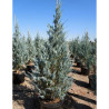 JUNIPERUS scopulorum MOONGLOW